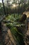 Fern forest in Munmorah state conservation area.