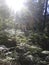 Fern, forest, nature, greenery, sun, photo, morning, trees