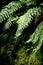 Fern in the forest photo wallpaper. Fern closeup photo