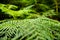 Fern in the forest poster. Fern leaves