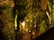 Fern forest tropical decoration at residence with lighting at night