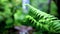 Fern forest tropical jungle close-up green lush background