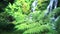 Fern forest tropical jungle close-up green lush waterfall background