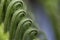 Fern Frond