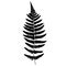 Fern frond black silhouette.