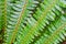 Fern frond close-up green in fan shape