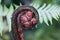 Fern Frond Koru