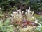 Fern fronds growing in forest at Pippy Park