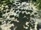 Fern fronds and tree shades on the ground