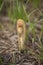 Fern fronds uncurling