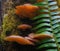 Fern and Fungus, Washington State