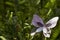 Fern Garden and Glass Butterfly