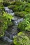 Fern gardens and trees with a small waterfall