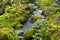 Fern gardens and trees with a small waterfall