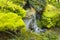 Fern gardens and trees with a small waterfall