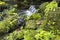 Fern gardens and trees with a small waterfall