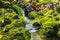 Fern gardens and trees with a small waterfall