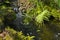 Fern gardens and trees with a small waterfall