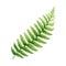 Fern green leaf watercolor illustration. Green fern stem with leaves single botanical image. Forest, park, garden