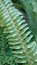 Fern greenhouse at the Botanical garden in Bucharest