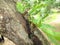 Fern grow on  woody tree