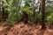 Fern growing from Australian pine tree stump - Wolf Lake Park, Davie, Florida