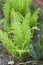 Fern growing in a garden