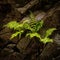 Fern growing on rock wall