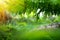 Fern growing in summer garden. Green fern leaves over blurred green bokeh background. Gardening