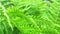 Fern growing in the woods. Green nature. Fresh, green and hard fern fronds. Closeup.