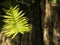 Fern grows on timber and tree