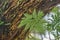 Fern Growth in Burnham Park