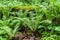 Fern growths in Caucasus forest. Nature close up and background