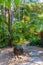 Fern gully trail at Royal botanic garden in Melbourne, Australia