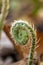 Fern heads, and leaf in bloom.