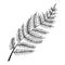 Fern herb sketch engraving vector