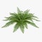 Fern isolated on white. 3D illustration