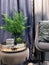 Fern in a large glass vase. Modern soft armchair in a minimalist style