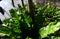 Fern with large green smooth leaves in a pot in a tropical interior. A palm tree with a large trunk also grows in a pot. view from