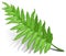 Fern leaf