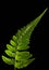 Fern leaf