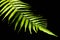 Fern leaf