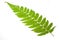 Fern leaf