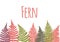 Fern leaf background. Tropical botanical card.