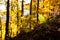 Fern leaf close up, autumn background