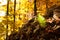 Fern leaf close up, autumn background