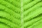 Fern leaf close-up background. Natural background. Detail of a fern leaf in close up. Detail of a single fern leaf in close up