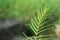 Fern leaf close up on blurry green bokeh background. New life and simplicity concept with copy space for your text or design.