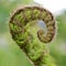 Fern leaf close up light background