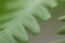 Fern leaf close up with selective focu